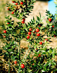 fragon description2 Fragon : plante médicinale