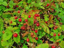 fraisier description1 Fraisier : plante médicinale