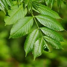Frêne : plante médicinale 