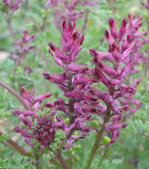 fumeterre description1 Fumeterre : plante médicinale