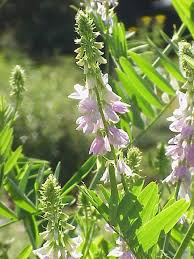 Galega : plante médicinale 