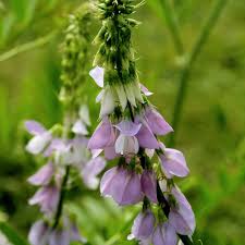 Galega : plante médicinale