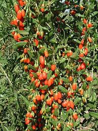 goji description2 Goji : Plante médicinale