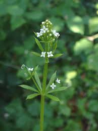 Gratteron : plante médicinale