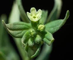 Grémil : plante médicinale