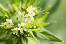 Grémil : plante médicinale