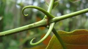 Griffe du chat : plante médicinale