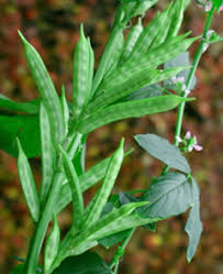 guar description1 Guar : plante médicinale