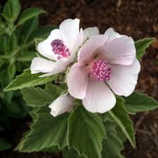 Guimauve : Plante médicinale