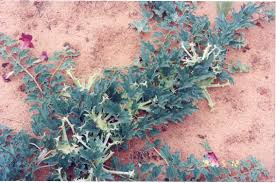 harpagophytum : plante médicinale