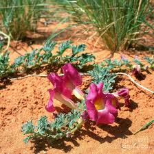 harpagophytum : Plante médicinale