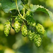 houblon description2 Houblon : plante médicinale
