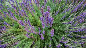 Hysope : plante médicinale 