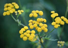 Immortelle : Plante Médicinale