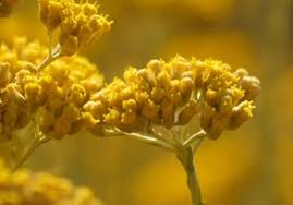 Immortelle : plante médicinale