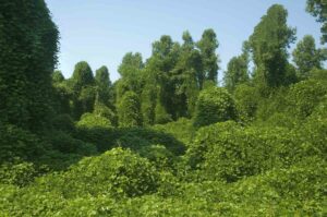 kudzu description1 Kudzu : plante médicinale