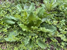 laitue vireuse description1 Laitue Vireuse : Plante médicinale
