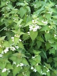 lamier blanc description1 Lamier Blanc : plantes médicinales