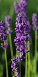 lavande description1 Lavande : Plante médicinale
