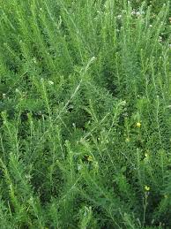 Lespedeza : Plante Médicinale