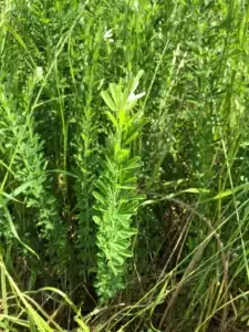 Lespedeza : Plante Médicinale