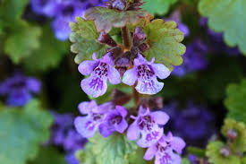 lierre terrestre description1 Lierre Terrestre : Plante médicinale