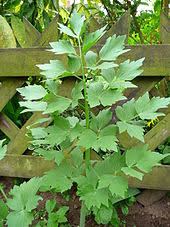 liveche description2 Livèche : Plante médicinale