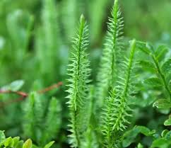 Lycopode : plante médicinale 