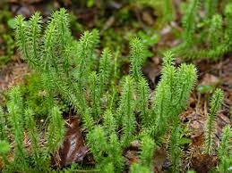 Lycopode : plante médicinale