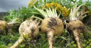 maca description2 Maca : Plante médicinale