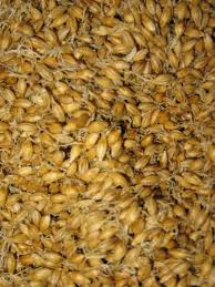 malt description1 Malt : plante médicinale