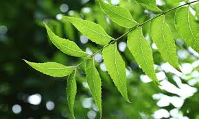 margousier description1 Margousier (Neem) : Plante médicinale
