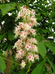Marronnier d'Inde : Plante Médicinale