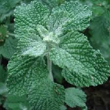 Marrube Blanc : Plante Médicinale