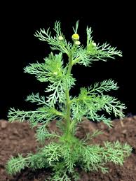 matricaire : plante médicinale 