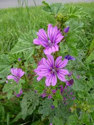 Mauve : plante médicinale 