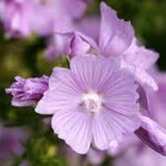 Mauve : plante médicinale 
