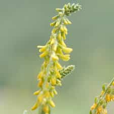 melilot jaune description2 Mélilot Jaune : plante médicinale