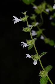 Mélisse : Plante médicinale 