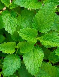 Mélisse : Plante médicinale