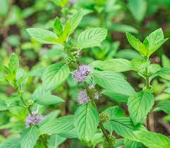 menth pouliot description1 Menthe Pouliot : plante médicinale