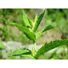 Menthe Nanah : plante médicinale