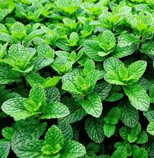 Menthe Nanah : plante médicinale