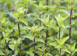 Menthe Poivrée : Plante médicinale 