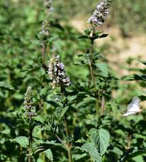 Menthe Poivrée : Plante médicinale 