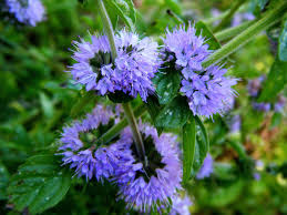 menthe pouliot description2 Menthe Pouliot : plante médicinale