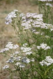 millefeuille : plante médicinale 
