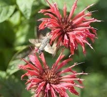 Monarde Huile essentielle