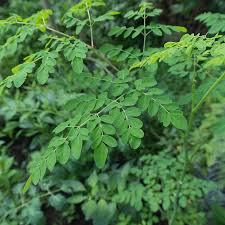 Moringa : Plante médicinale