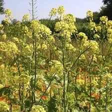 moutarde jaune description1 Moutarde Jaune : plante médicinale